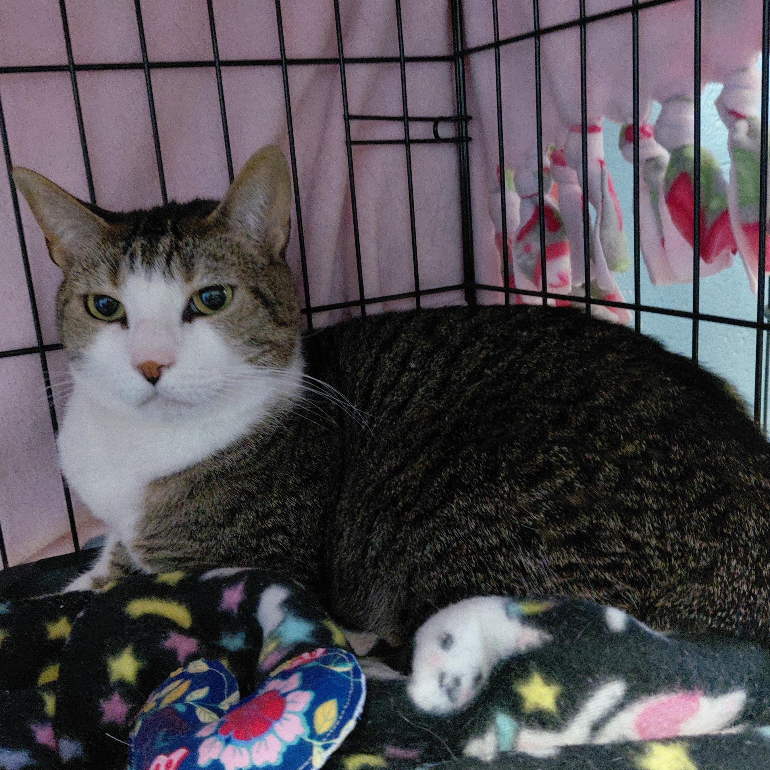 Enlarge Tyre, a ADOPTABLE Domestic Short Hair in Stanley, VA image 3/3