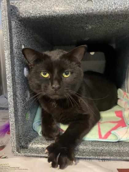 Gus, Adoptable, Young Male Domestic Short Hair & Domestic Short Hair.