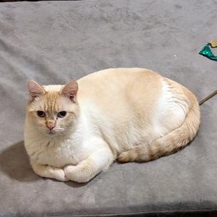 Abram, a Adoptable Siamese in Portland, OR image 1/5