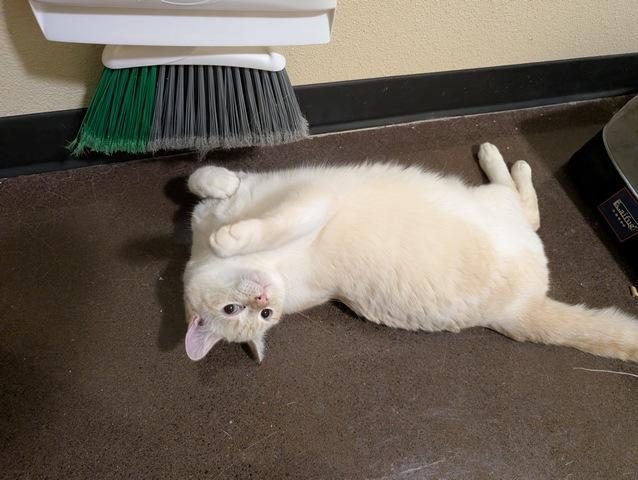 Abram, a Adoptable Siamese in Portland, OR image 2/5