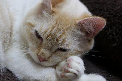 Abram, a Adoptable Siamese in Portland, OR image 2/6