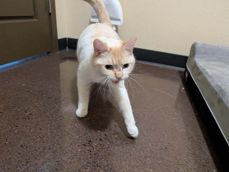 Abram, a Adoptable Siamese in Portland, OR image 3/5