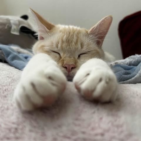 Abram, a Adoptable Siamese in Portland, OR image 4/5