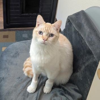Abram, a Adoptable Siamese in Portland, OR image 5/6