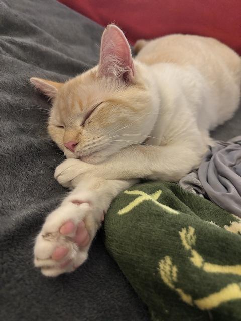 Abram, a Adoptable Siamese in Portland, OR image 5/5