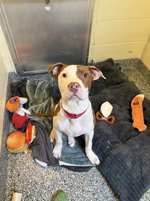 ROSCO, Adoptable, Young Male Pit Bull Terrier & Mixed Breed.