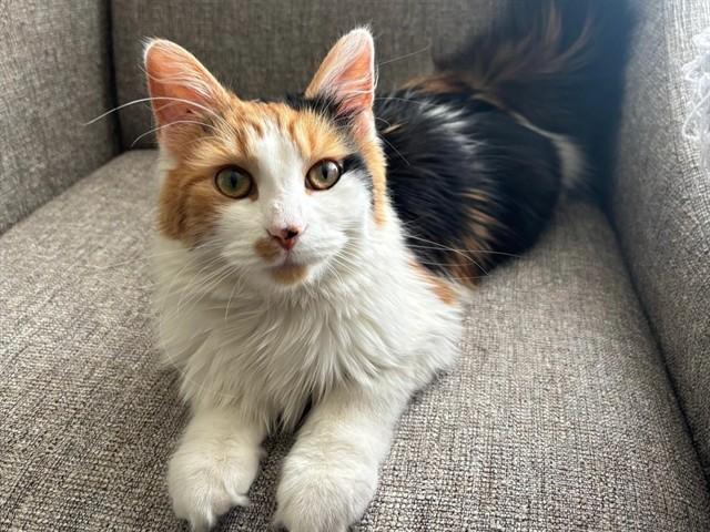 JUNIE, Adoptable, Young Female Domestic Long Hair.