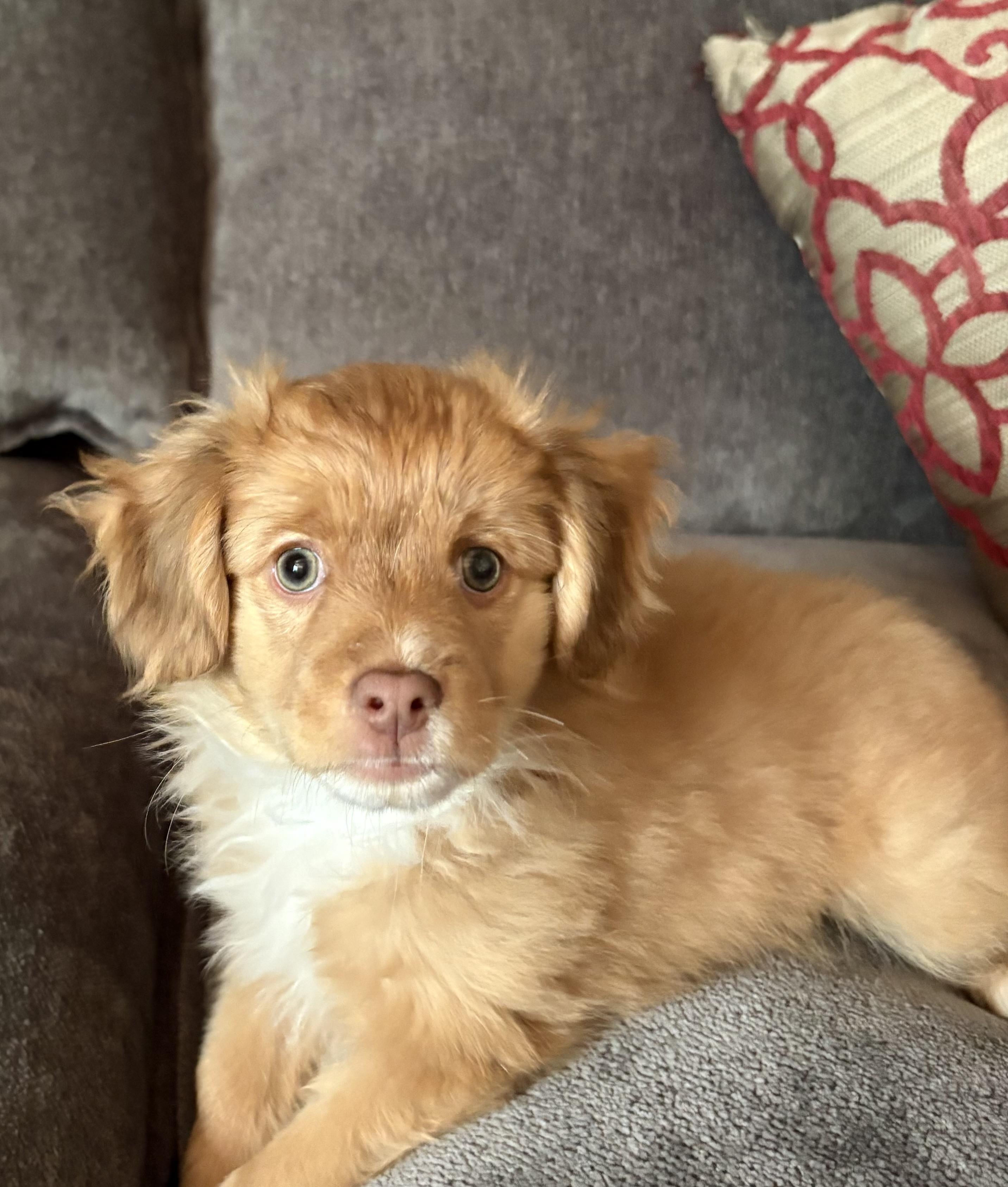 Enlarge Darby, an adopted mixed breed in Concord, CA image 1/3