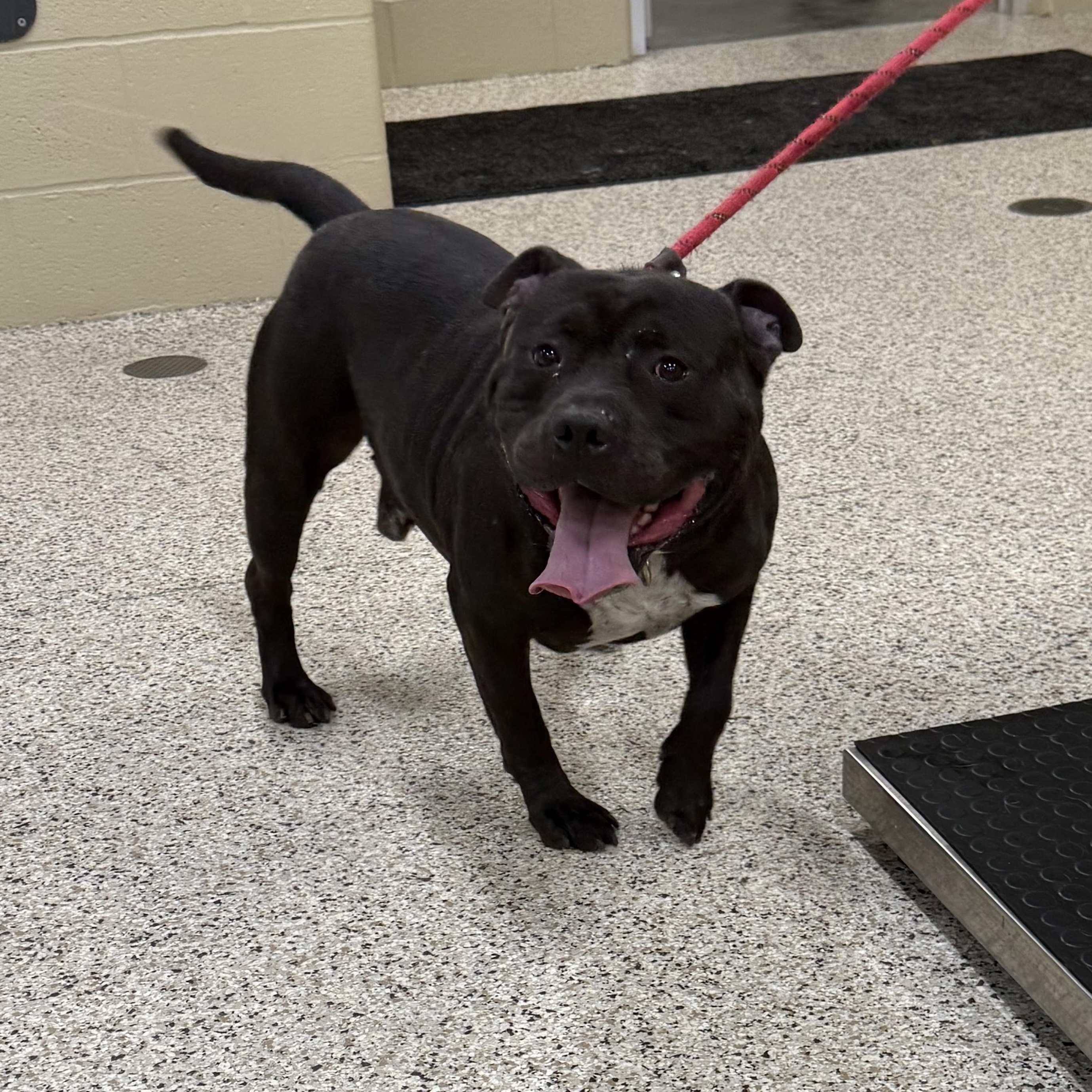 Blake, a Adoptable mixed breed in Youngstown, OH image 2/5