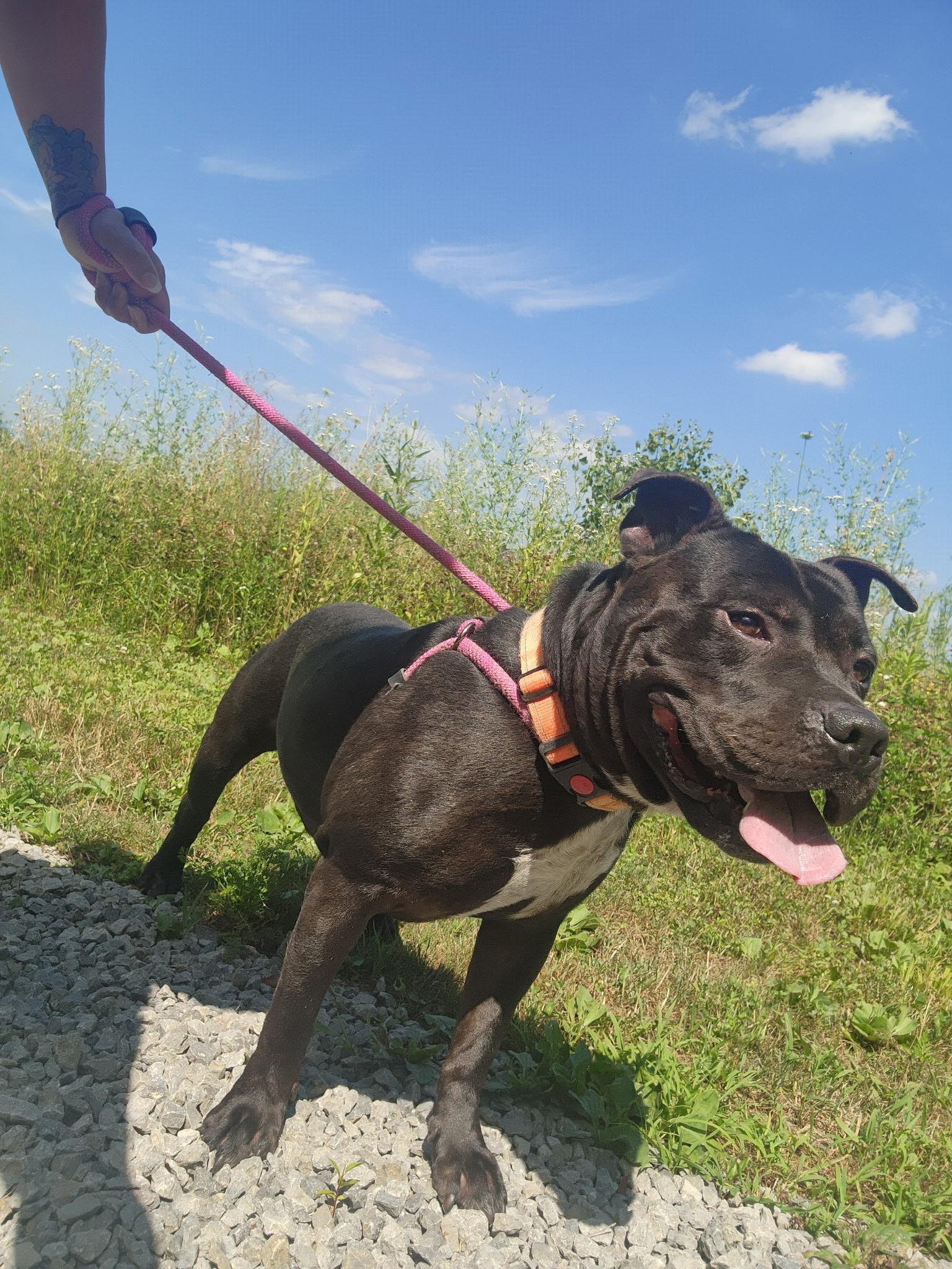 Blake, a Adoptable mixed breed in Youngstown, OH image 3/5