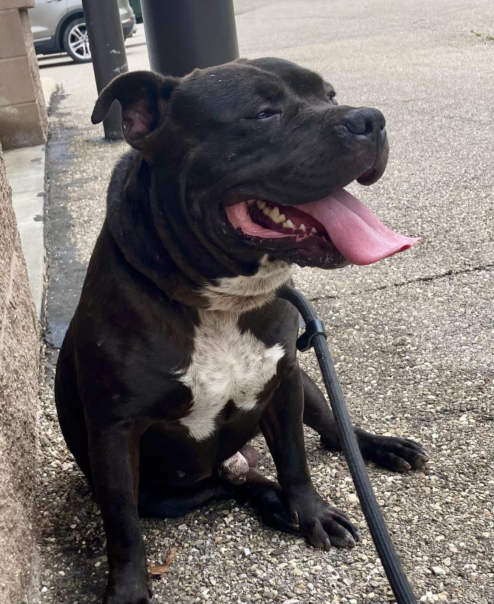 Blake, a Adoptable mixed breed in Youngstown, OH image 4/5