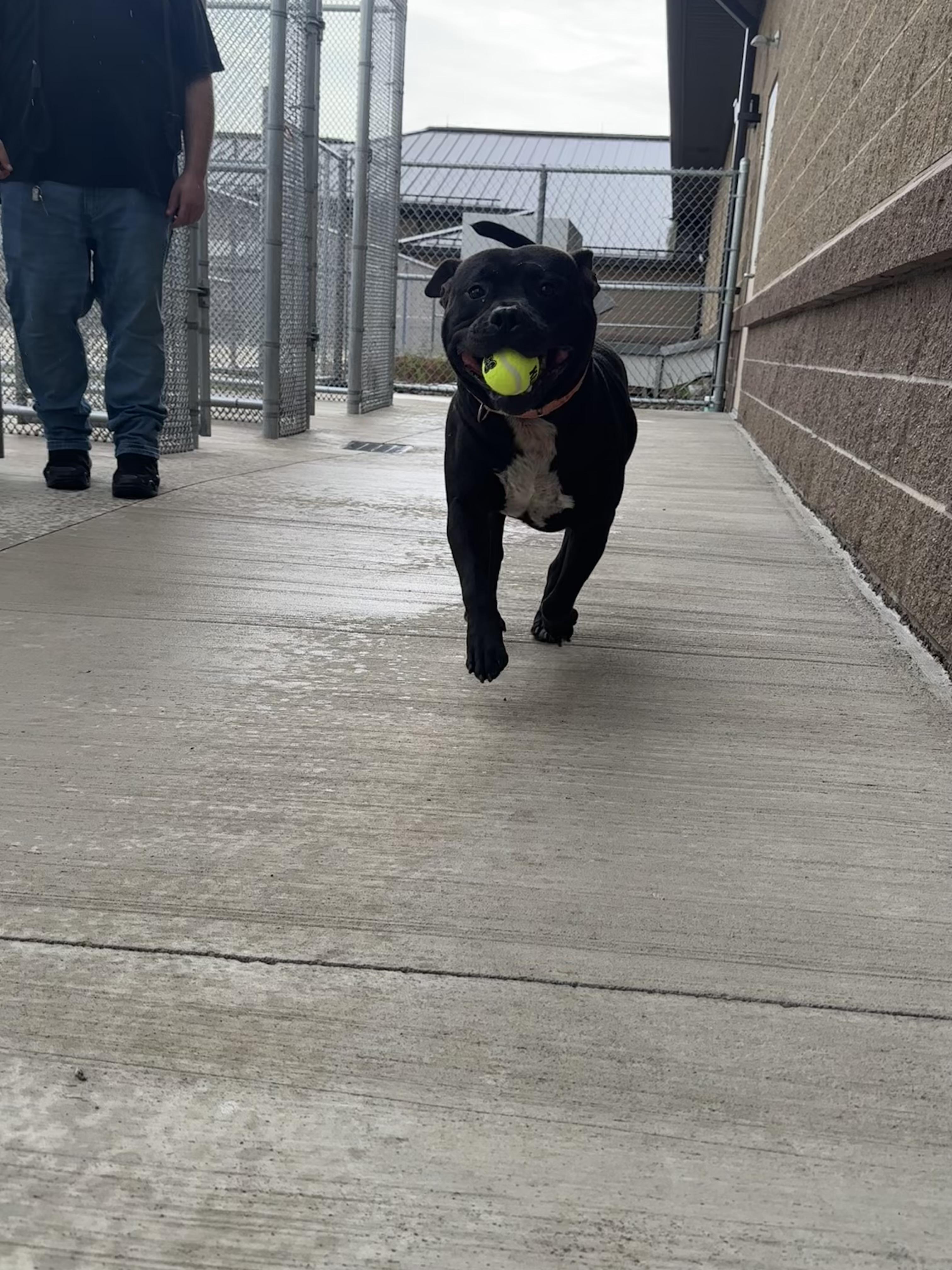 Blake, a Adoptable mixed breed in Youngstown, OH image 5/5
