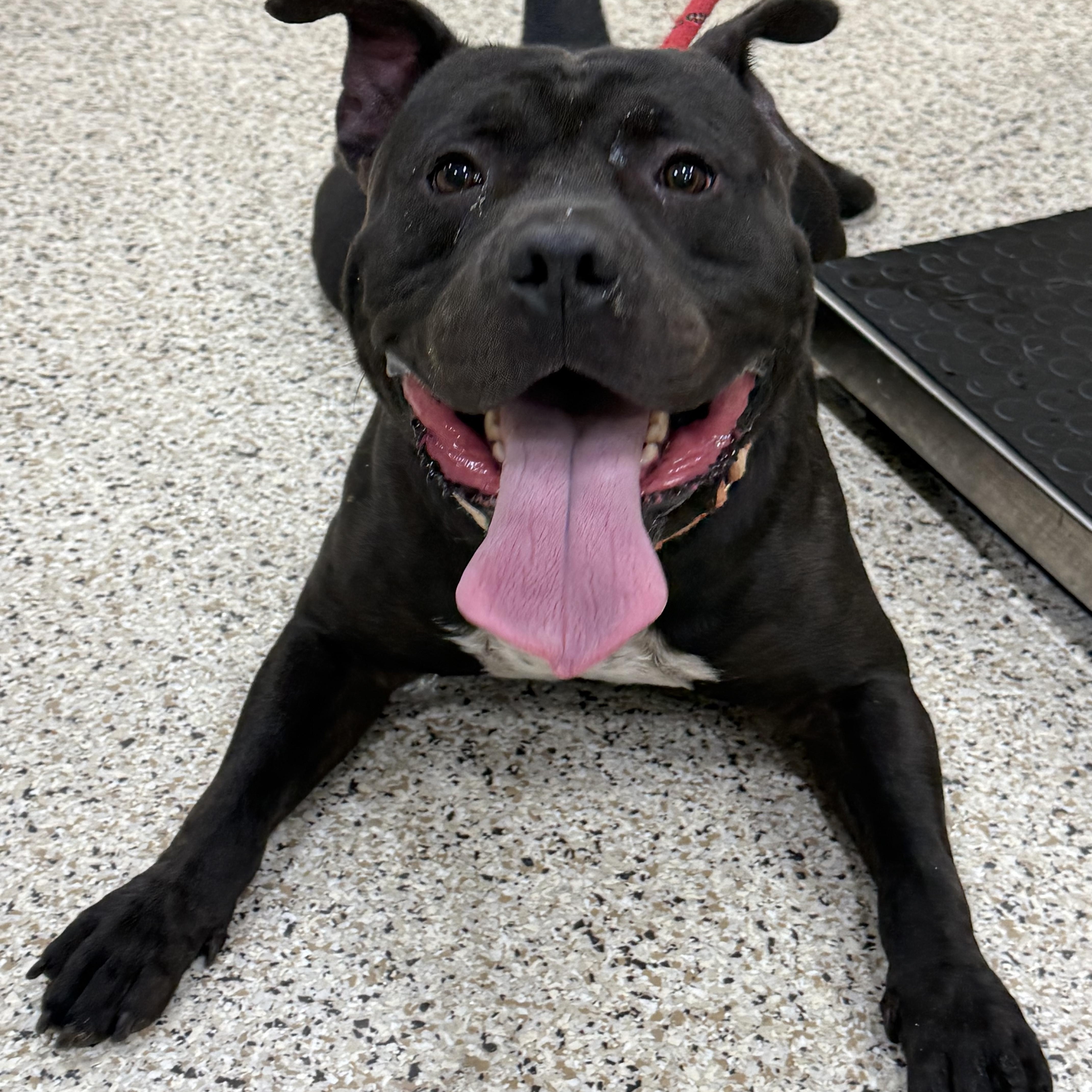 Blake, a Adoptable mixed breed in Youngstown, OH image 1/5