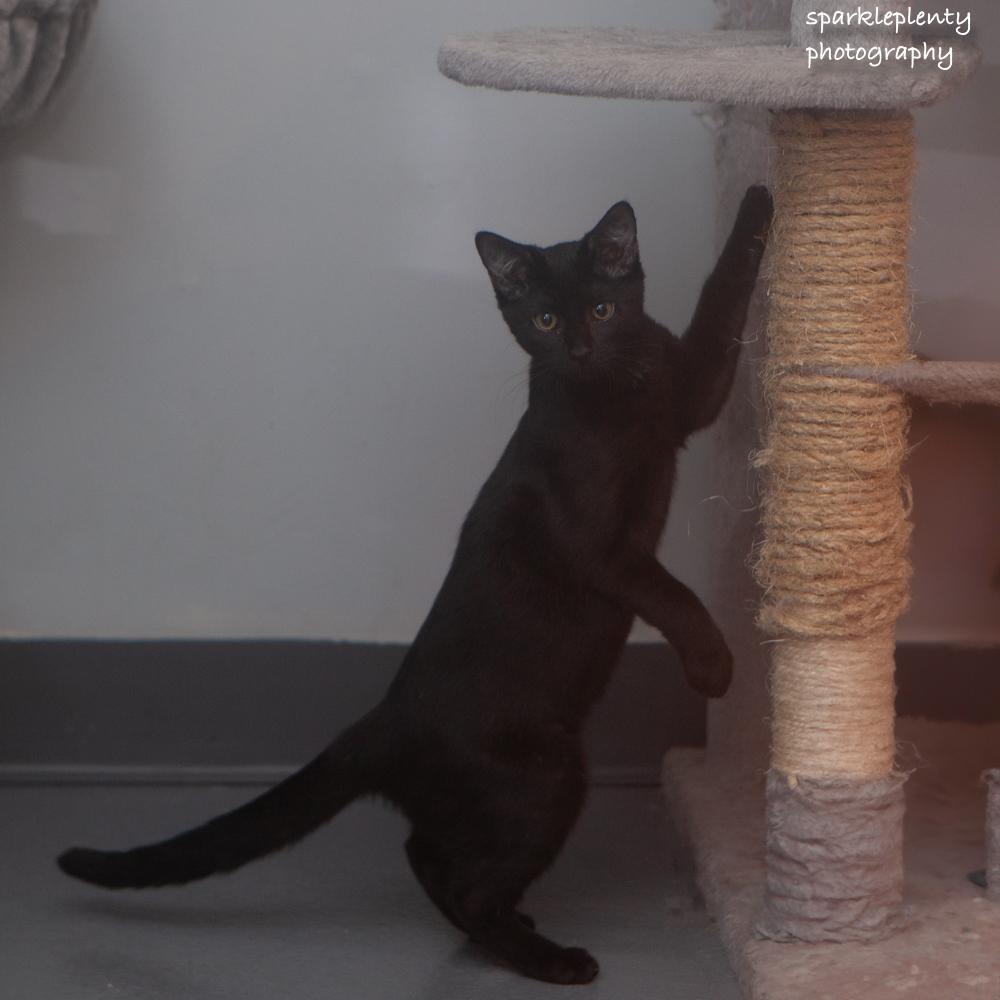 Bosk, an adoptable Domestic Short Hair in Ridgefield, CT image 3/3