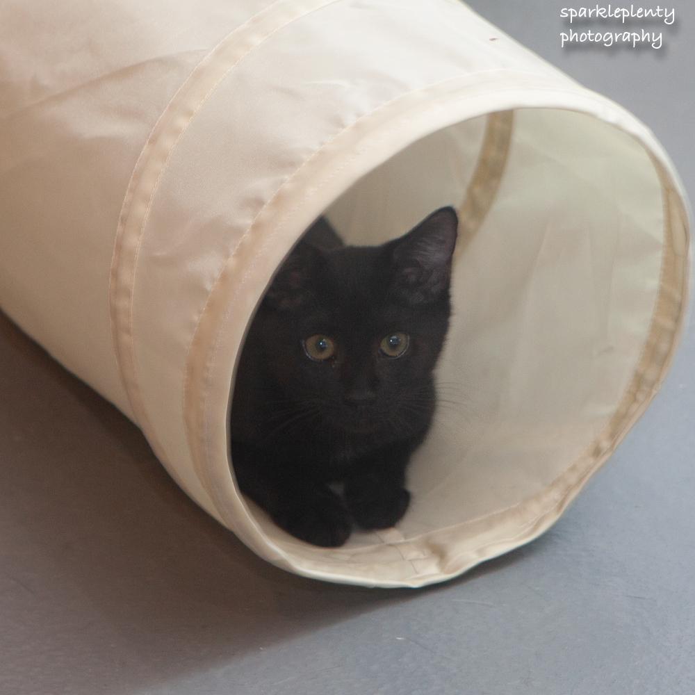 Bosk, an adoptable Domestic Short Hair in Ridgefield, CT image 1/3