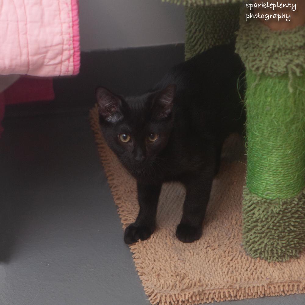 Bosk, an adoptable Domestic Short Hair in Ridgefield, CT image 2/3