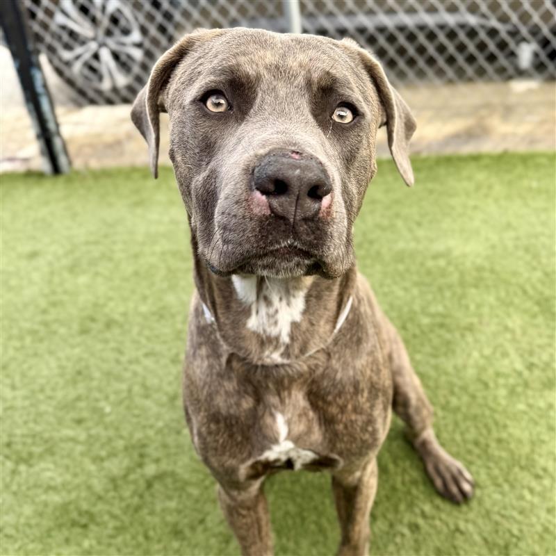 Kaiser, Adoptable, Young Male Pit Bull Terrier.