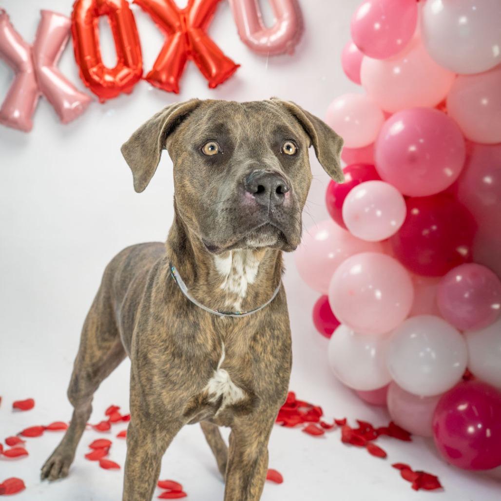 Enlarge Kaiser, a Adoptable Pit Bull Terrier in Hawthorne, CA image 3/6