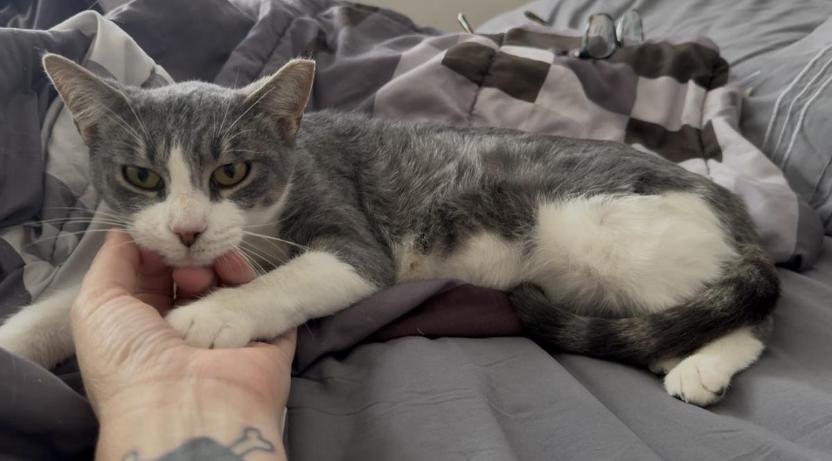 Zoey, Adoptable, Adult Female Domestic Short Hair.