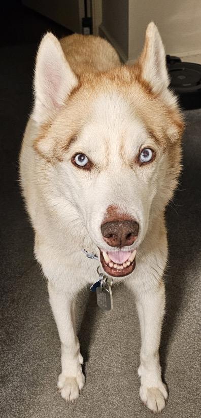 Enlarge Enzo, an adoption pending Siberian Husky in Lehigh Valley, PA image 1/2