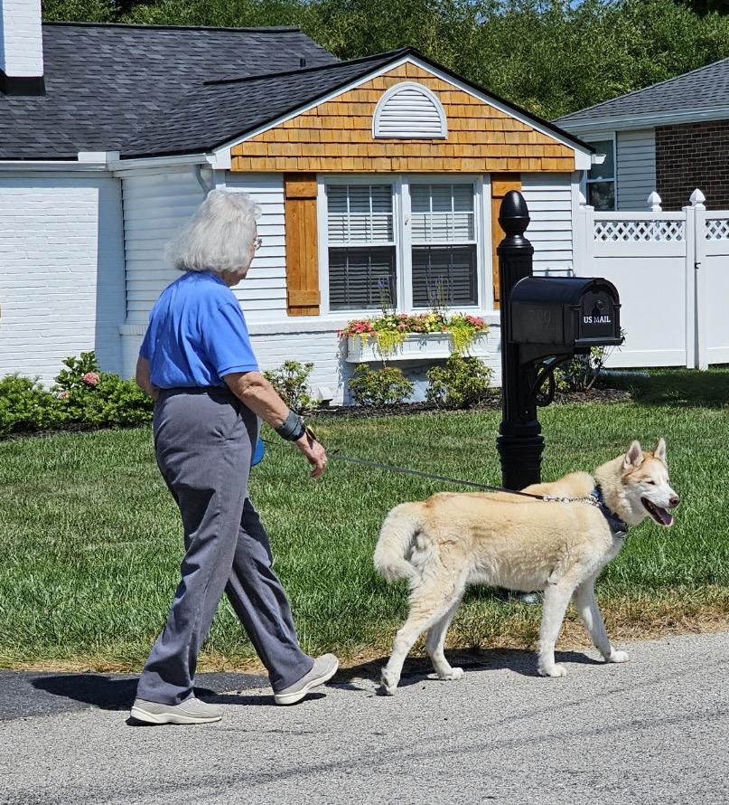 Enlarge Enzo, an adoption pending Siberian Husky in Lehigh Valley, PA image 2/2
