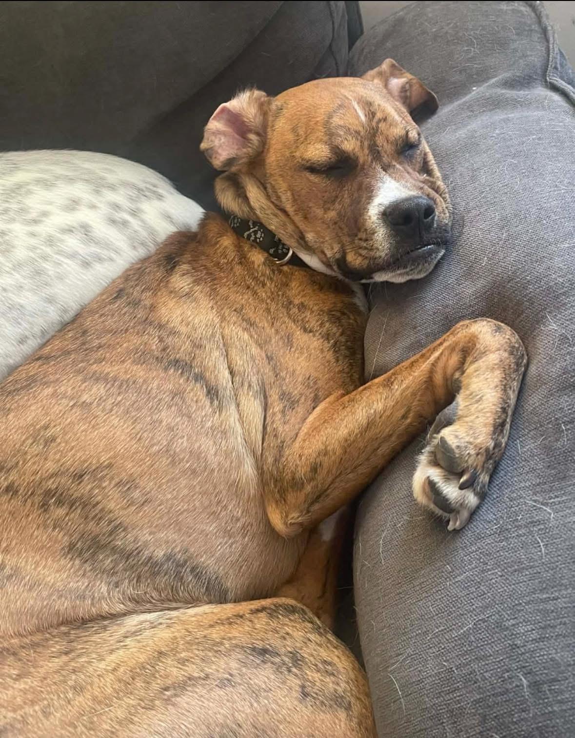 Mr. Carl Bones (in New England)