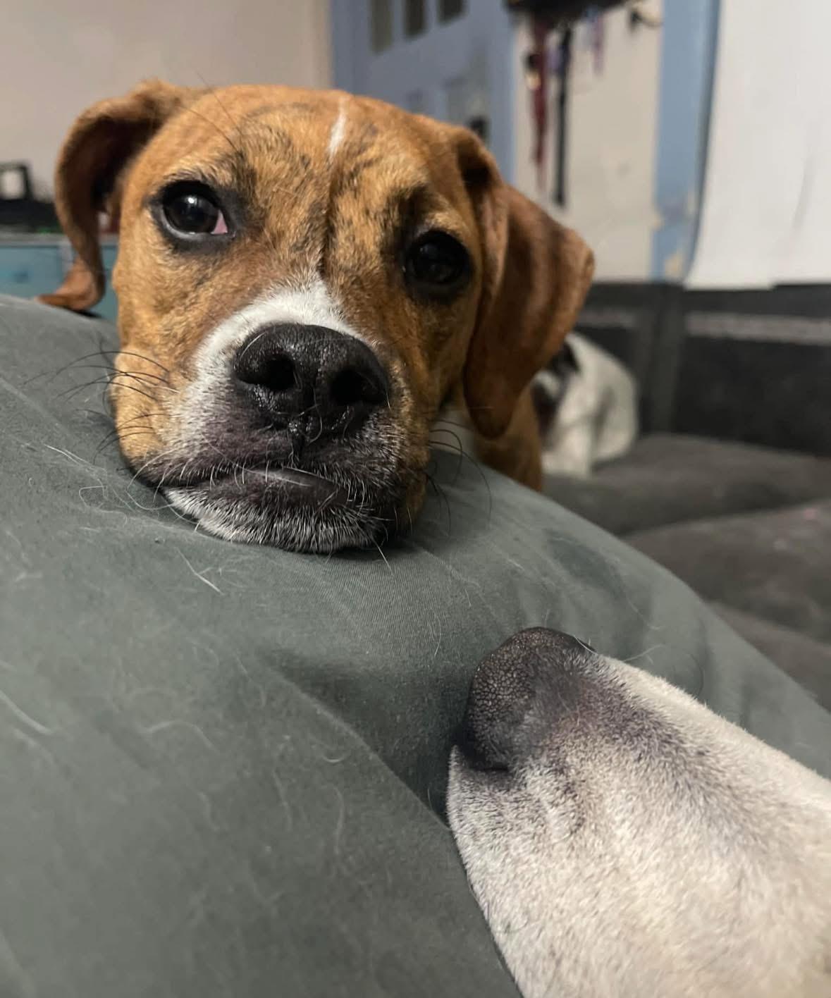 Mr. Carl Bones (in New England) — thumbnail 4