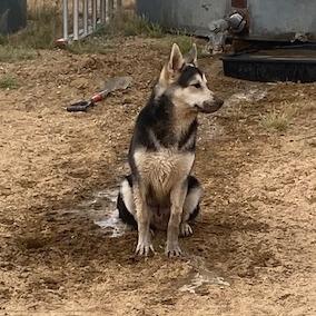 Jerry, Adoptable, Young Male Husky.