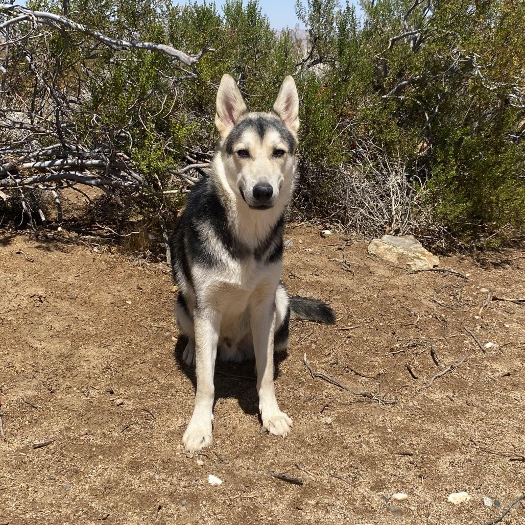 Enlarge Jerry, a Adoptable Husky in Yucca Valley, CA image 2/5