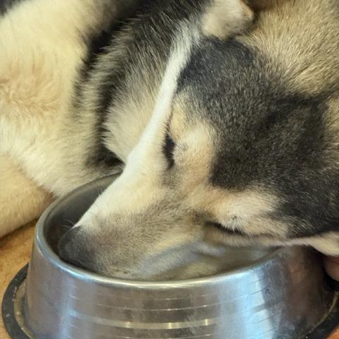 Jerry, a Adoptable Husky in Yucca Valley, CA image 3/4