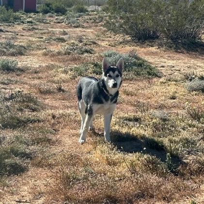 Jerry, a Adoptable Husky in Yucca Valley, CA image 4/4