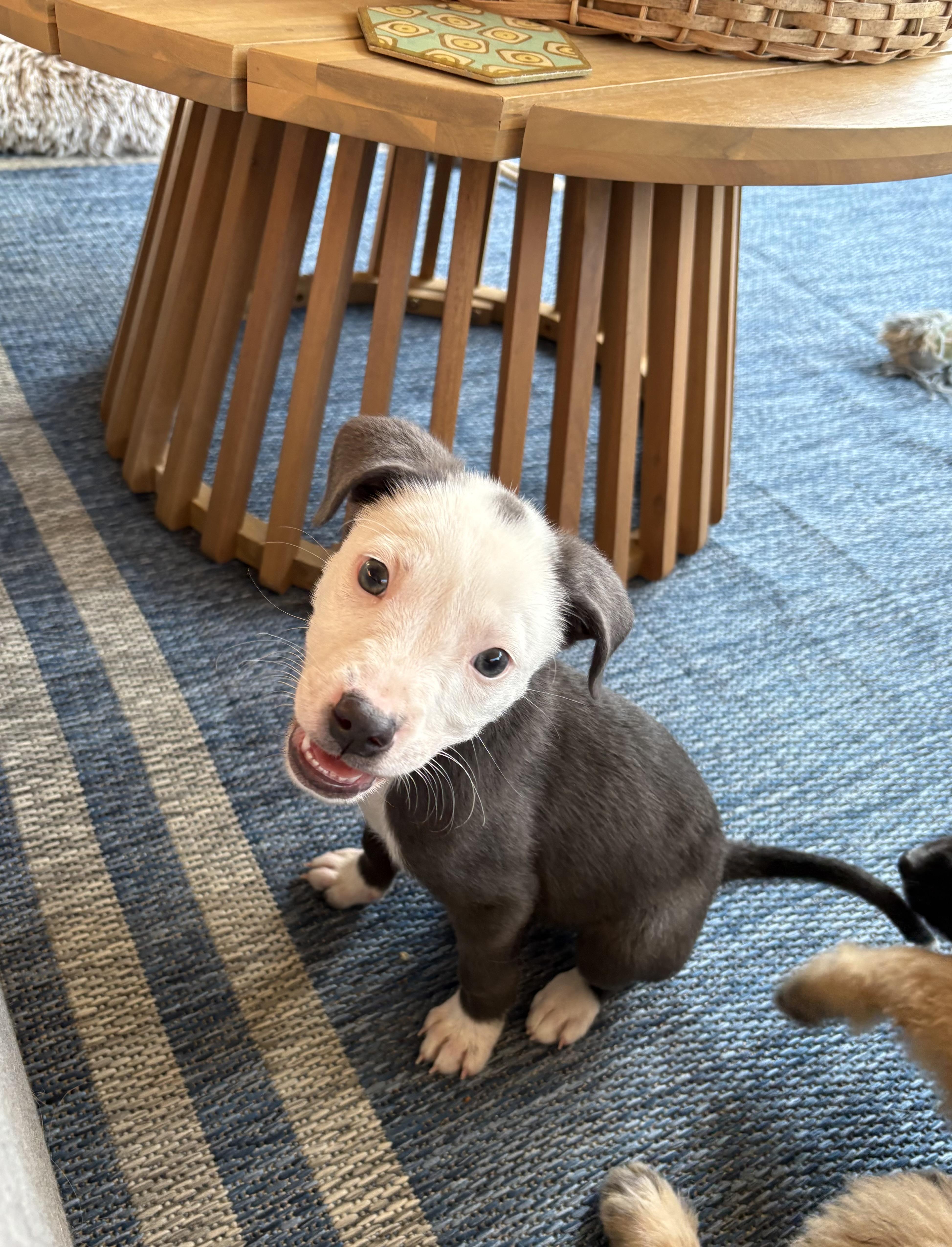 Brummy, a Adoptable mixed breed in West Greenwich , RI image 4/5