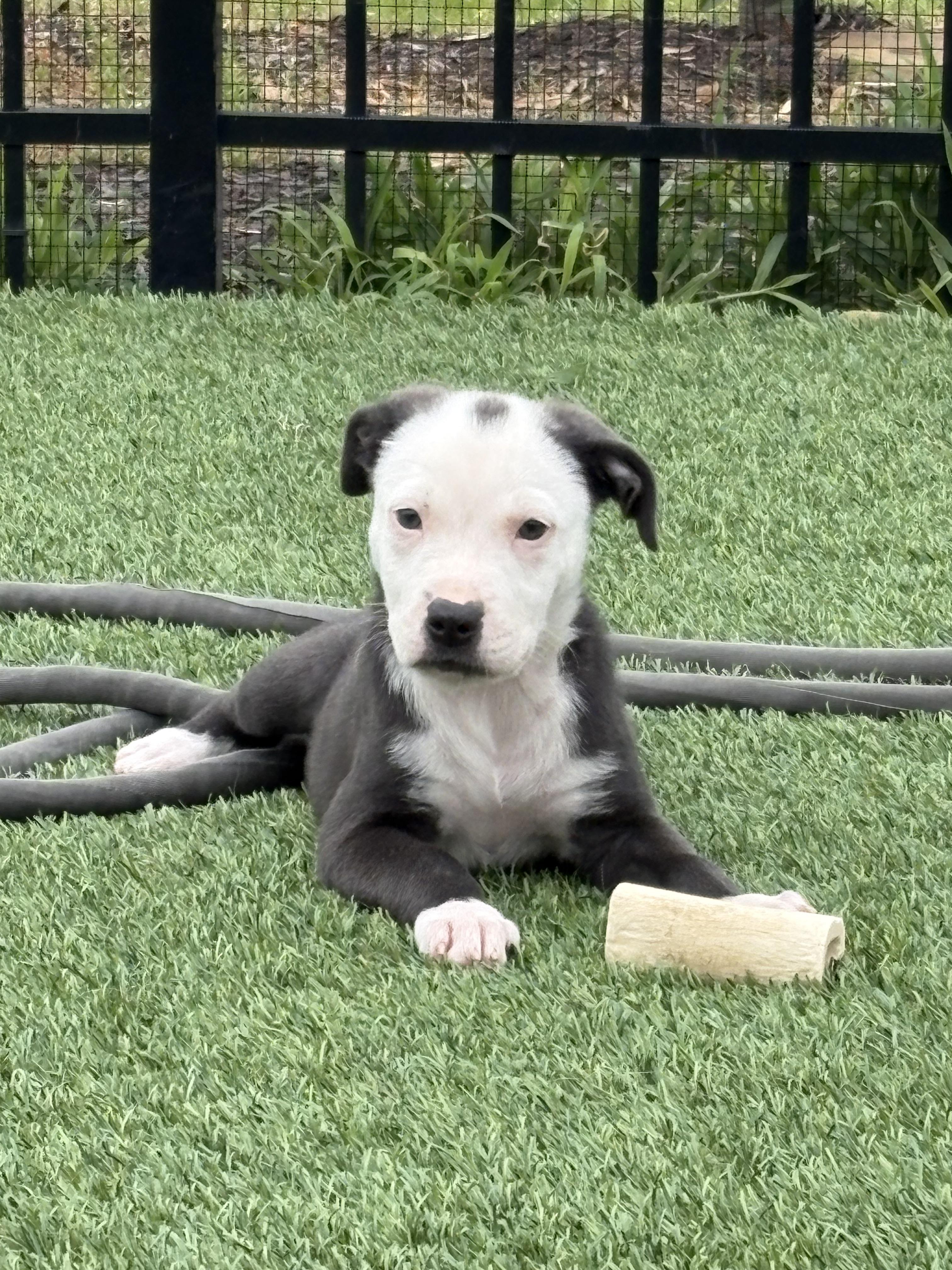Brummy, a Adoptable mixed breed in West Greenwich , RI image 5/5