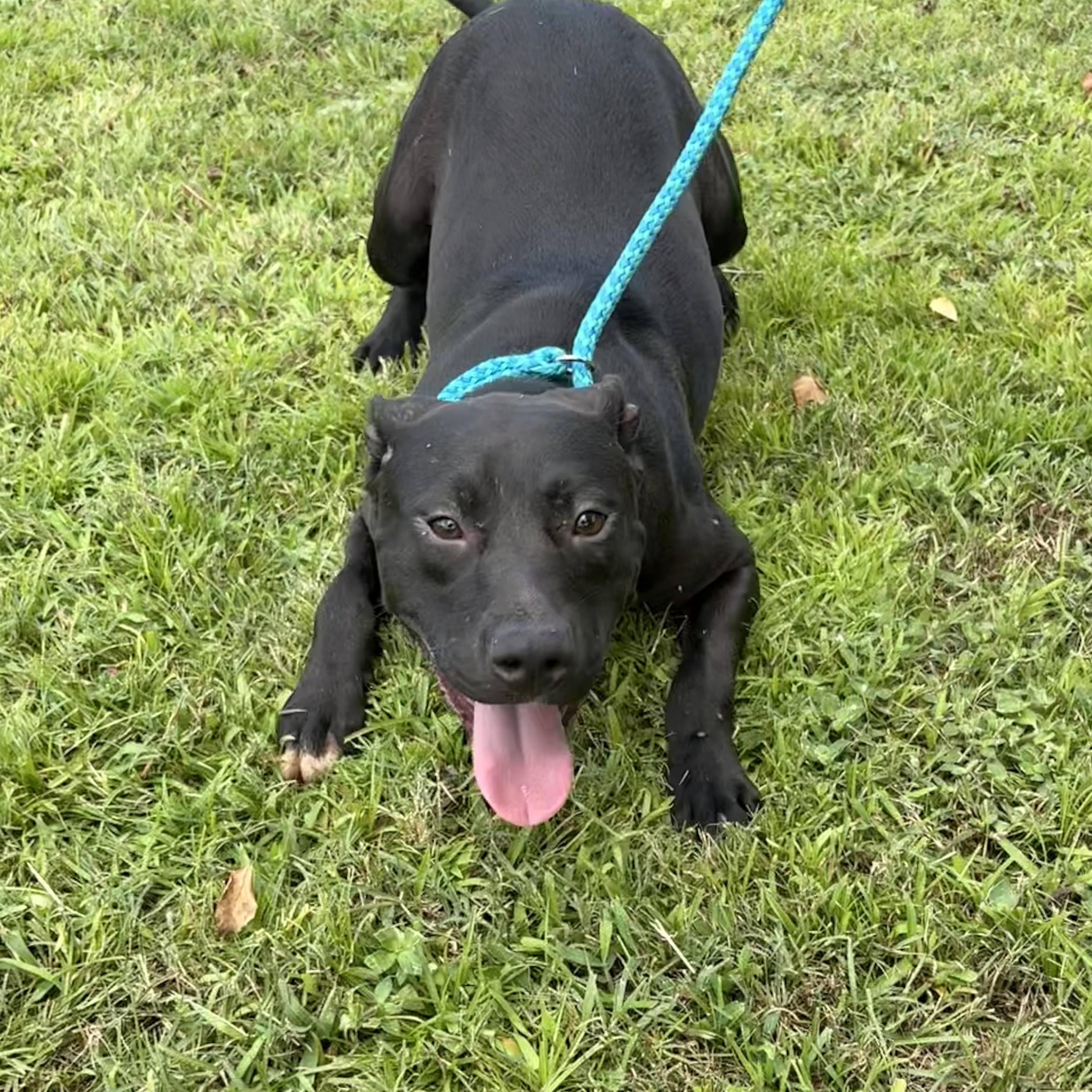 Rex, an adoptable mixed breed in Valdosta, GA image 3/3
