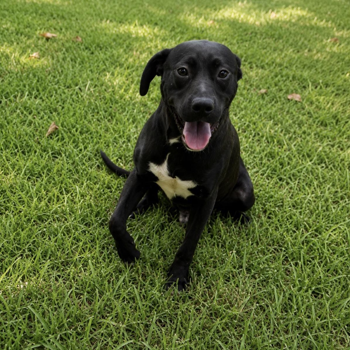 Rex, adoptable, Young Male Pit Bull Terrier.