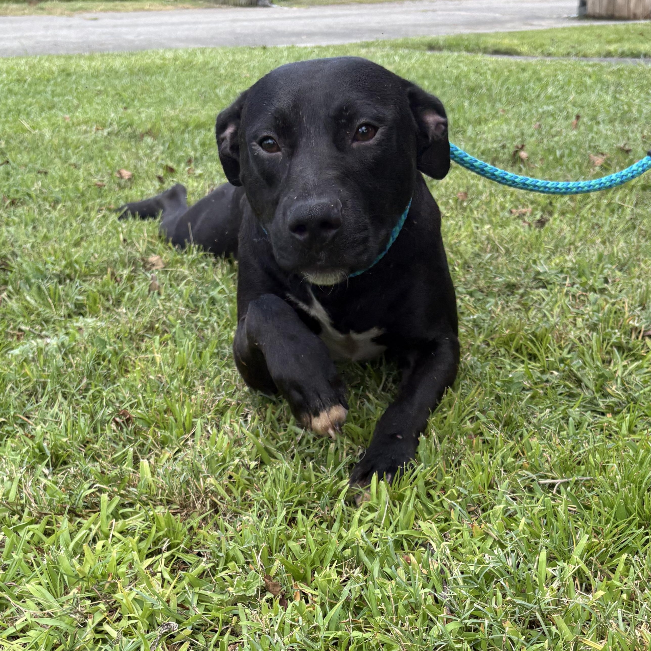 Rex, an adoptable mixed breed in Valdosta, GA image 2/3