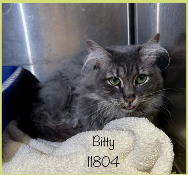 BITTY Domestic Short Hair Cat