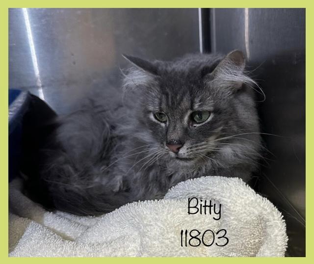 BITTY, Adult Female unknown