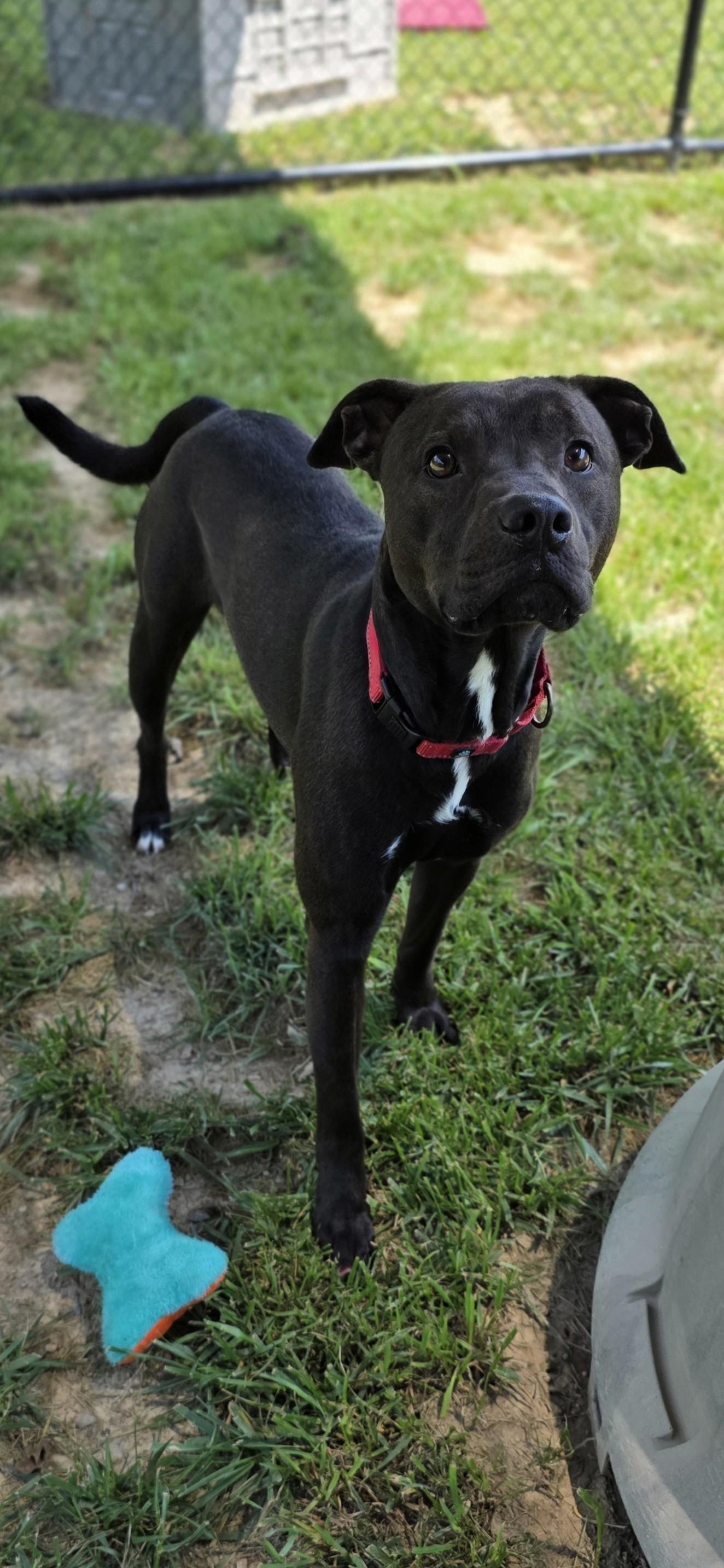 Beetle, ADOPTABLE, Adult Male Pit Bull Terrier.