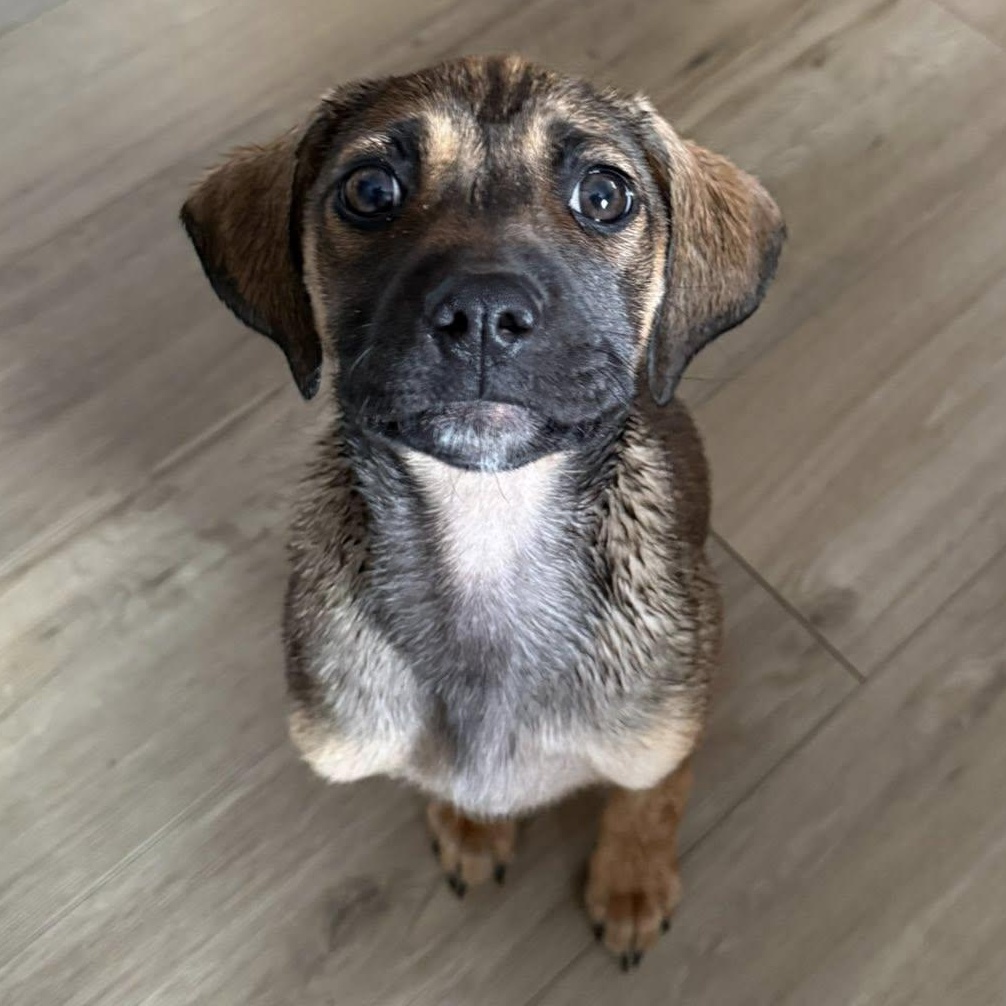 Enlarge Peppermint Patty, a Adoptable mixed breed in Albany, NY image 3/6