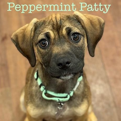 Enlarge Peppermint Patty, a Adoptable mixed breed in Albany, NY image 1/6