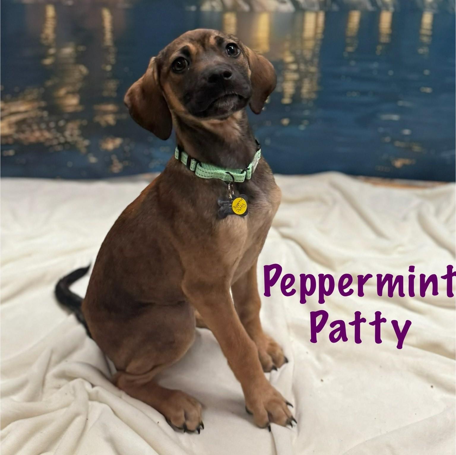 Enlarge Peppermint Patty, a Adoptable mixed breed in Albany, NY image 4/6