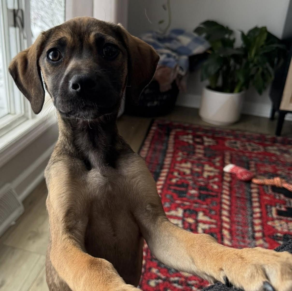 Enlarge Peppermint Patty, a Adoptable mixed breed in Albany, NY image 5/6