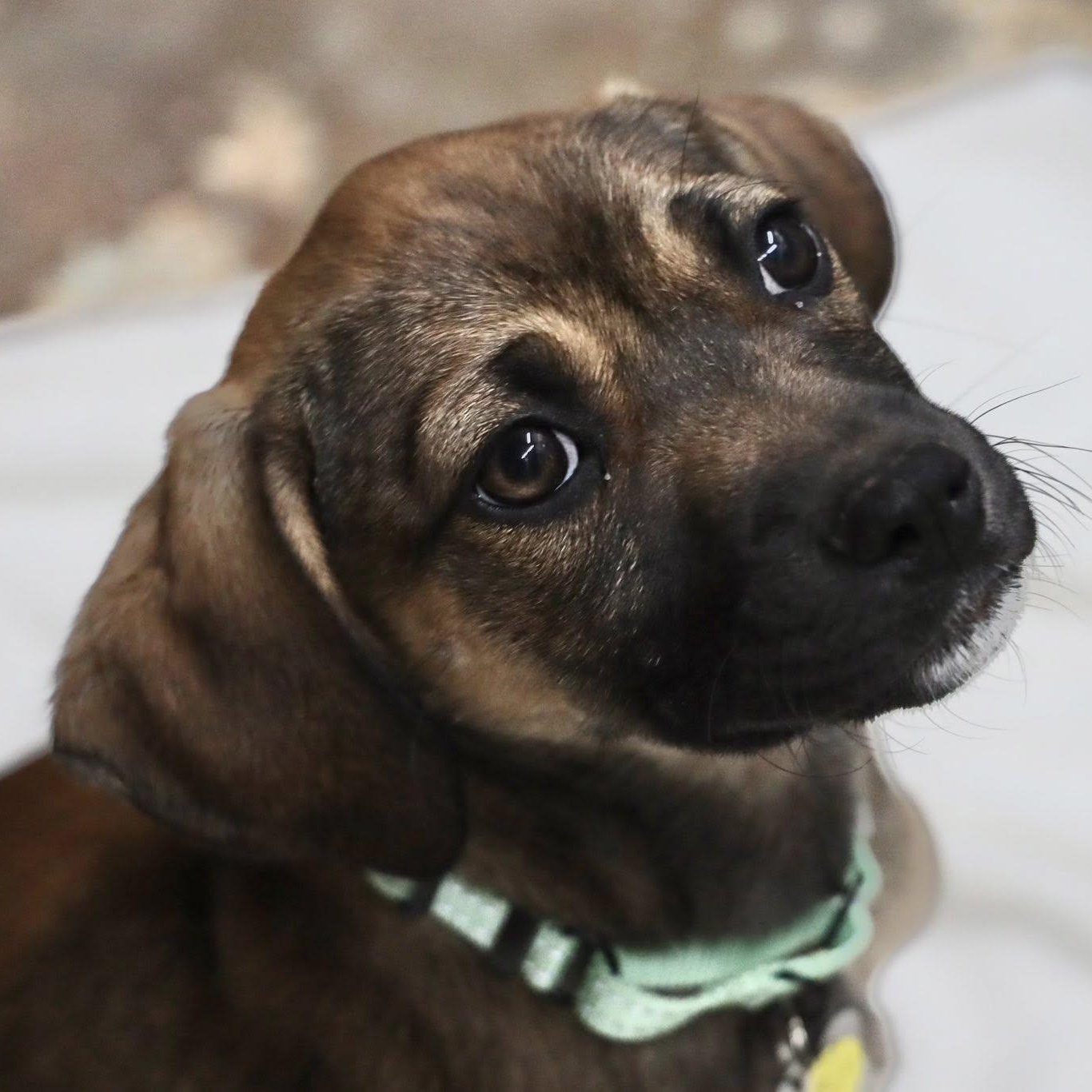 Enlarge Peppermint Patty, a Adoptable mixed breed in Albany, NY image 2/6