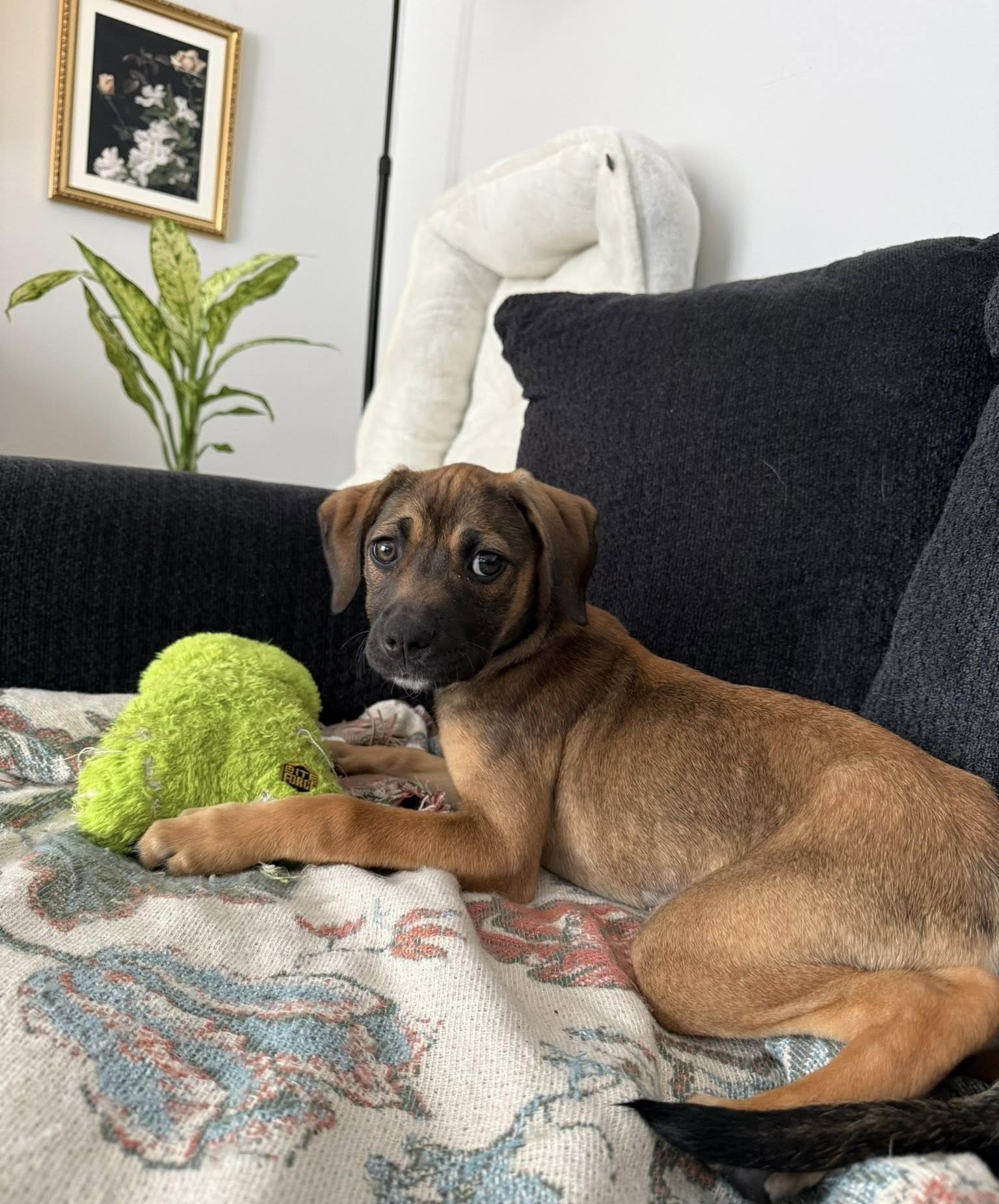 Enlarge Peppermint Patty, a Adoptable mixed breed in Albany, NY image 6/6
