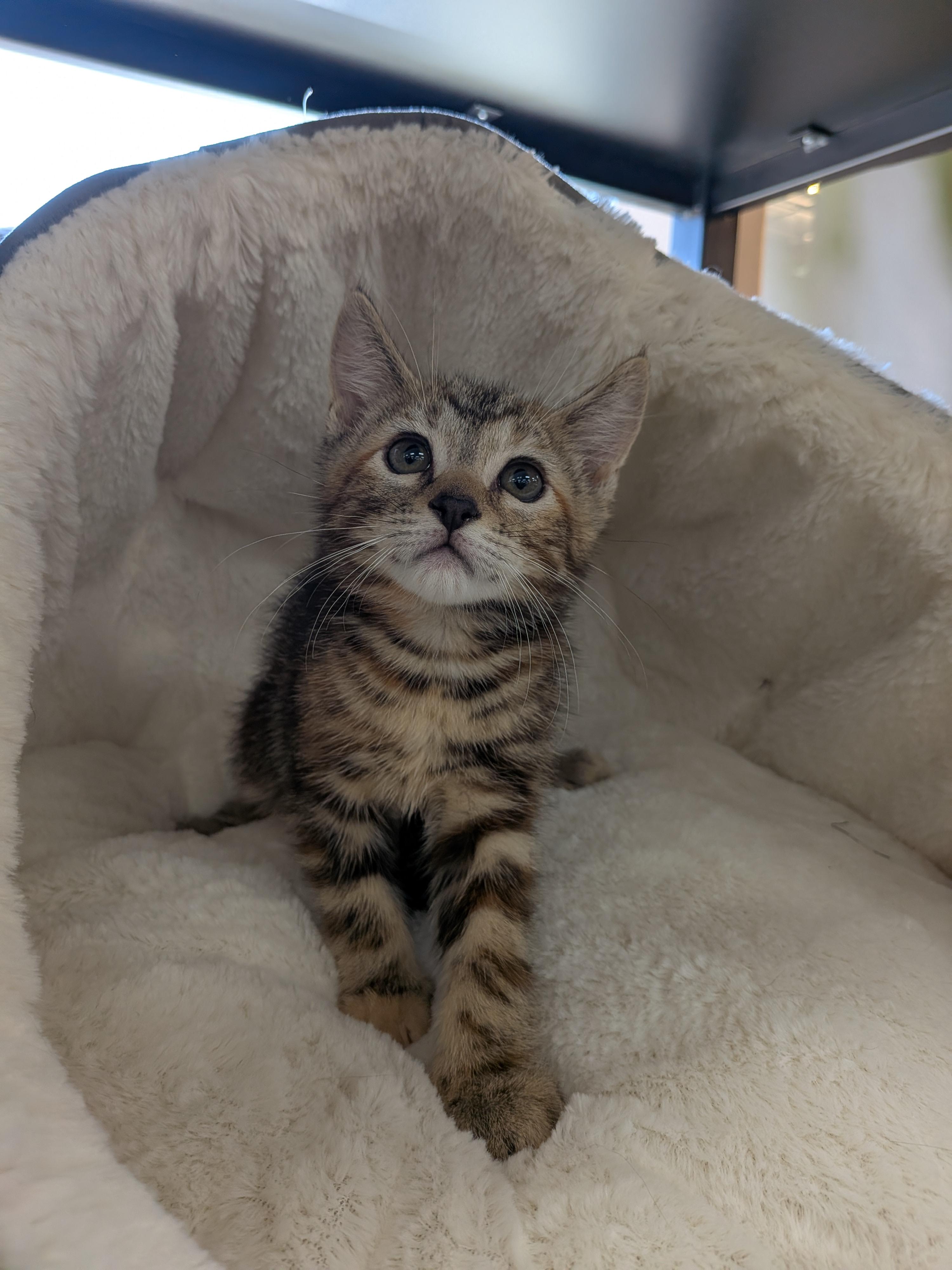 Enlarge Tomatillo -Preadoption ONLY, a Adoptable Domestic Short Hair in Chilliwack, BC image 2/2