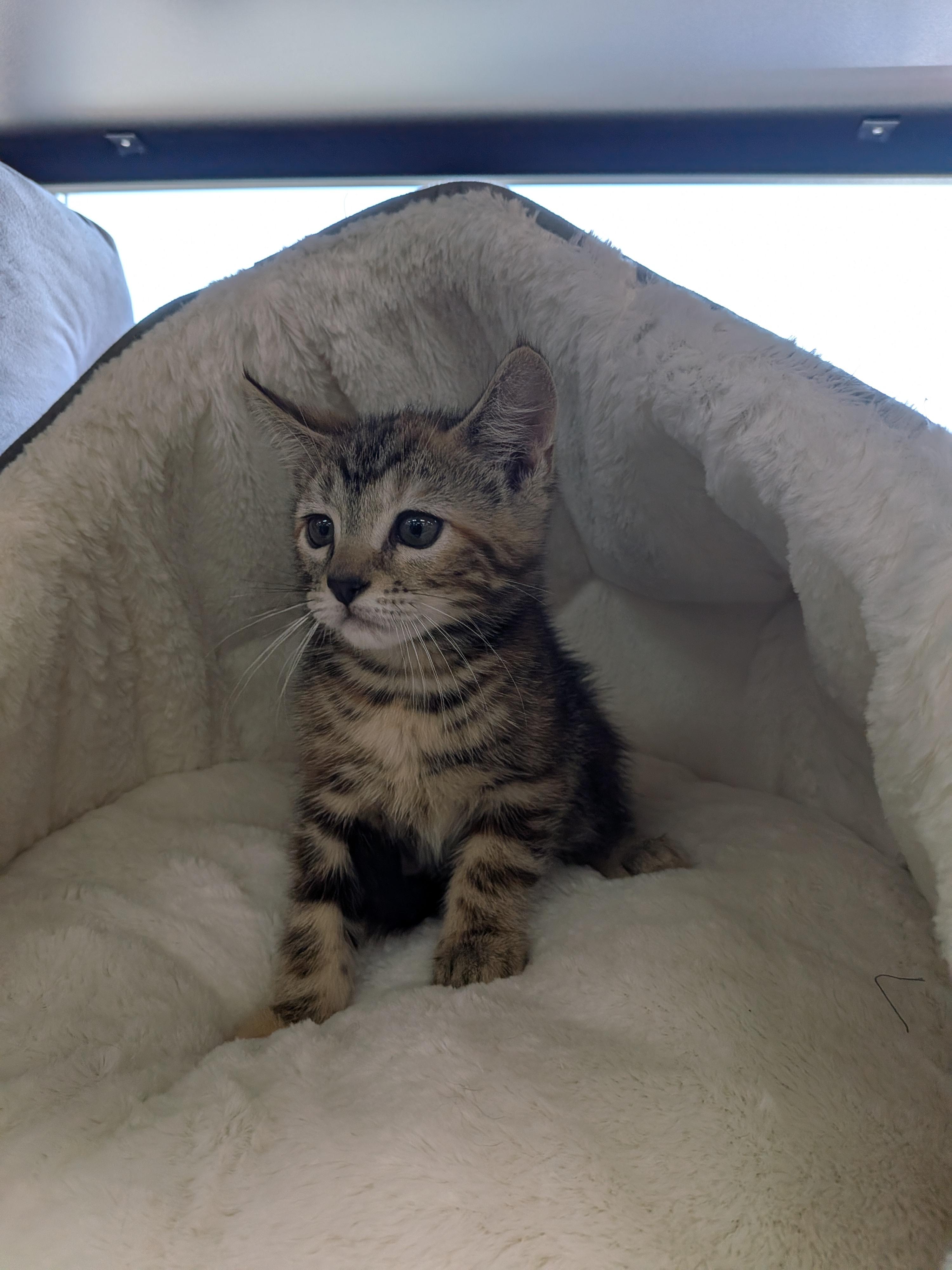 Tomatillo -Preadoption ONLY, Adoptable, Kitten Female Domestic Short Hair.