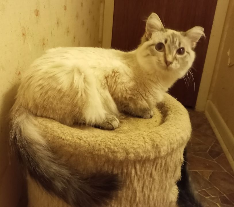 Enlarge Malachi (now Taj), a Adopted mixed breed in Cookeville, TN image 1/8