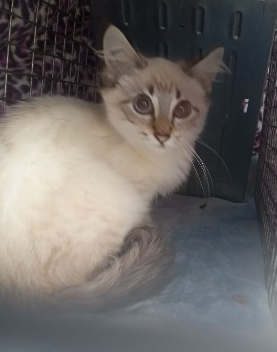 Enlarge Malachi (now Taj), a Adopted mixed breed in Cookeville, TN image 2/8