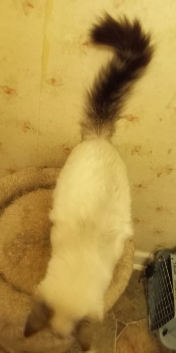 Enlarge Malachi (now Taj), a Adopted mixed breed in Cookeville, TN image 3/8